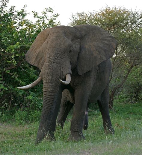 elephant wikipedia